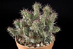 Euphorbia phillipsiiae (inn.) Cm. 13,5  € 36,00